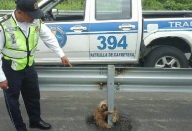 樹懶受困高速公路 緊抱護欄求救