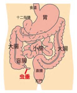 盲腸是這樣切除的