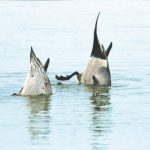 這什麼鳥啦！ 暖身活動「這什麼鳥啦！」