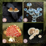 你覺得哪株蘑菇最毒？看會讓你痛苦的死穴！