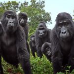 間諜動物捕捉到猩猩吃飯哼唱 以及放屁挖鼻孔的搞笑日常！