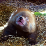 荷蘭動物園喜迎小貓熊寶寶 鏡頭前突然「哈啾」萌翻所有人