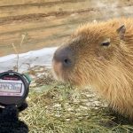 動物園舉行「水豚泡湯大賽」 冠軍長泡104分鐘：爽啊！