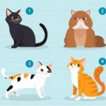 日本爆紅心理測驗！喜歡哪隻貓？測「最適合你的另一半」