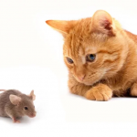心理測驗／老鼠碰上貓被玩還是弄死？測驗你的同情心如何引發
